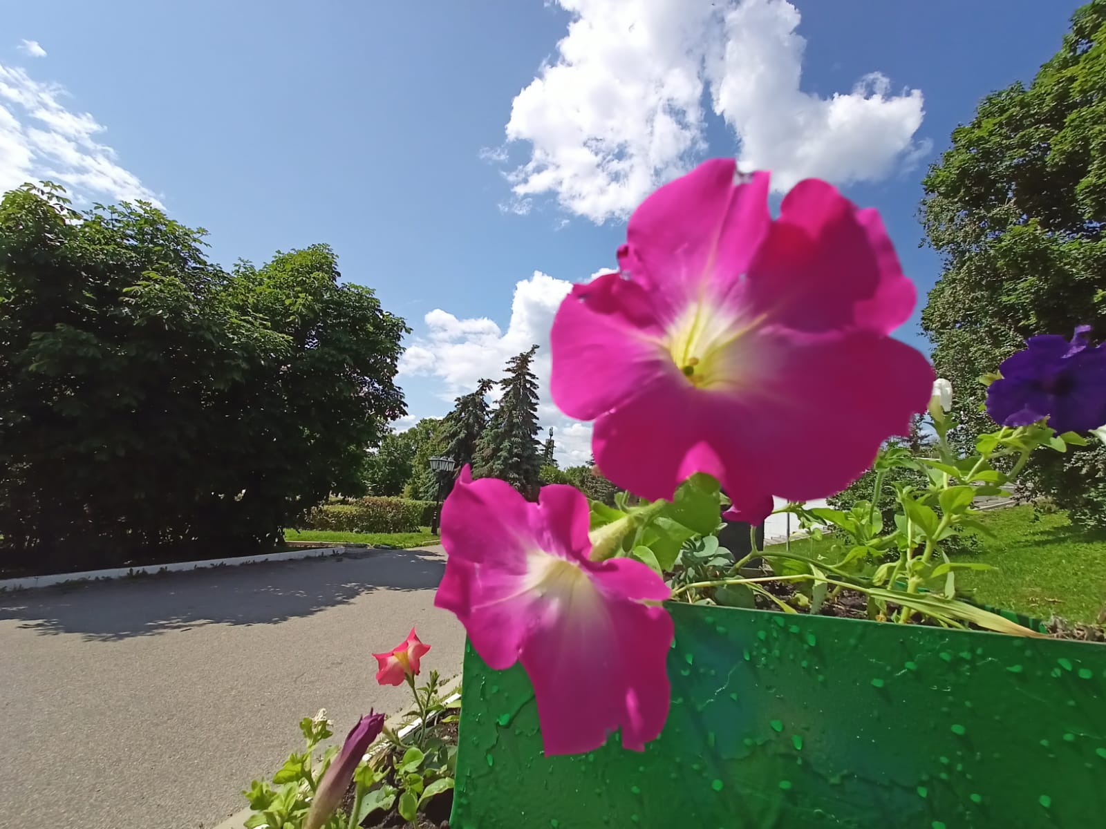 В Саранске продолжают высаживать цветы на городские клумбы | 07.06.2023 |  Саранск - БезФормата